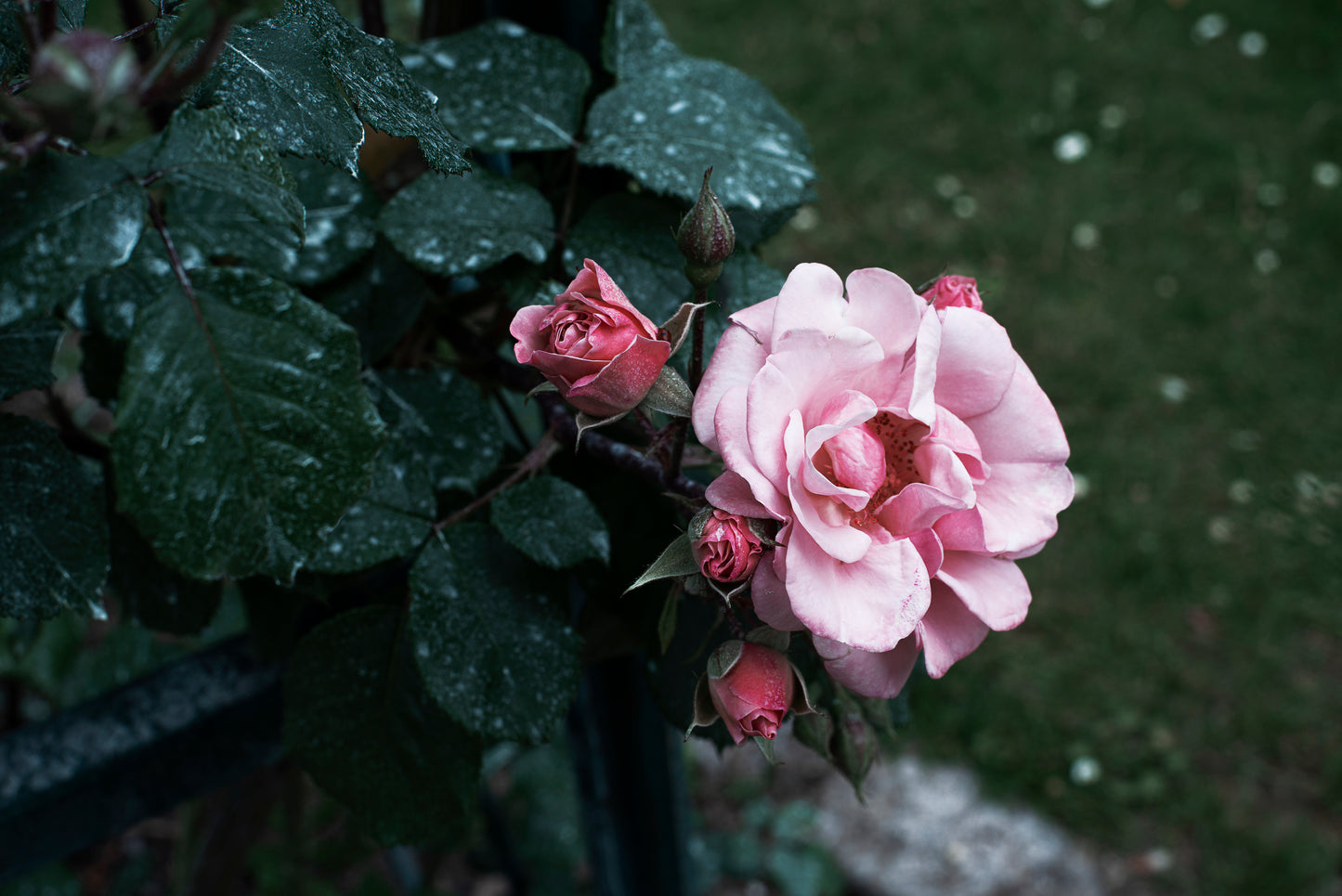 Hyaluronic Rose Mask